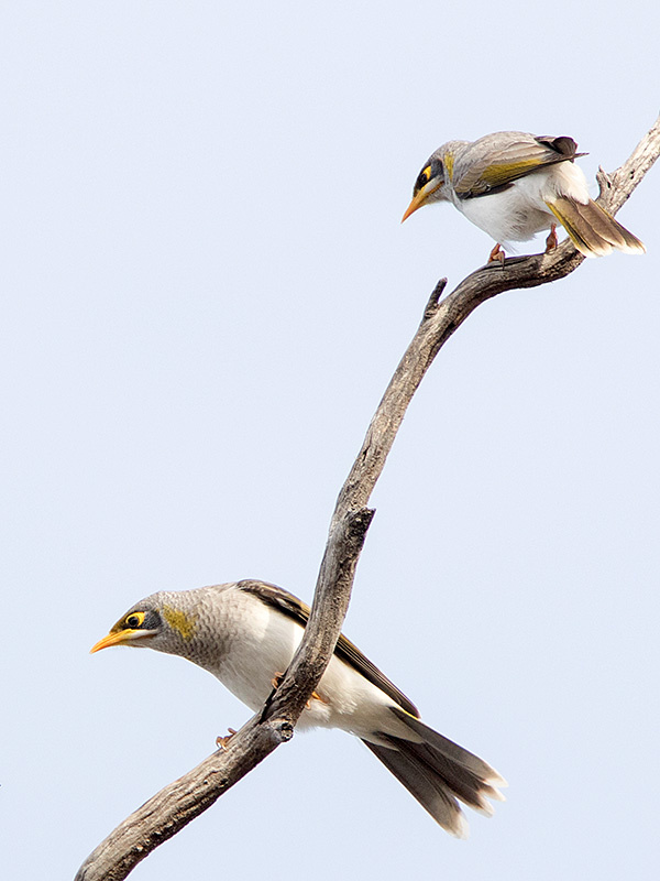 Yellow-throated Miner (Manorina flavigula)